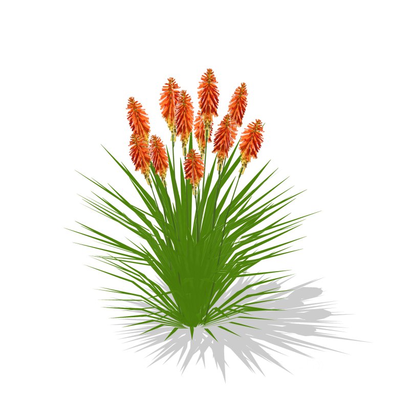 Kniphofia uvaria Image 5