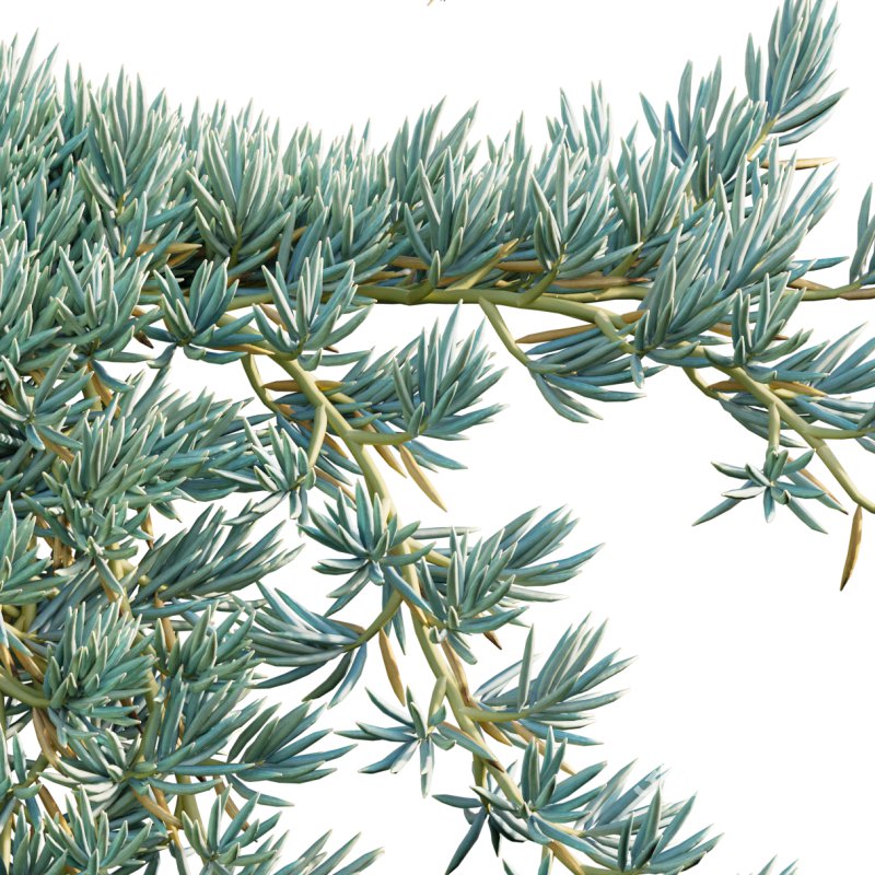 Senecio Mandraliscae – Blue Chalksticks – 02 Image 2