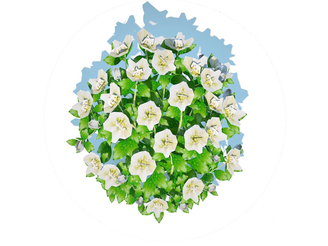 Helleborus orientalis – Lenten rose White Image 5