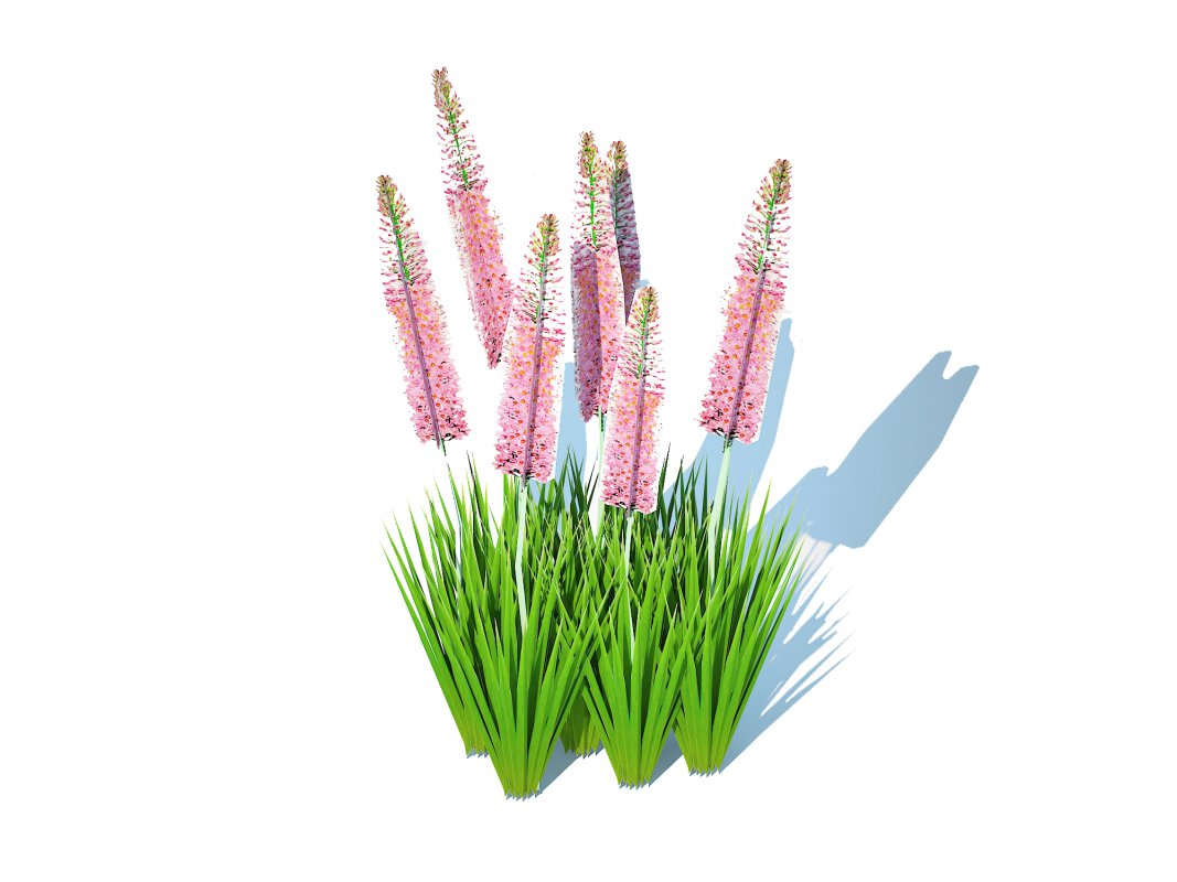 Eremurus – Foxtail Lily_Pink Image 1