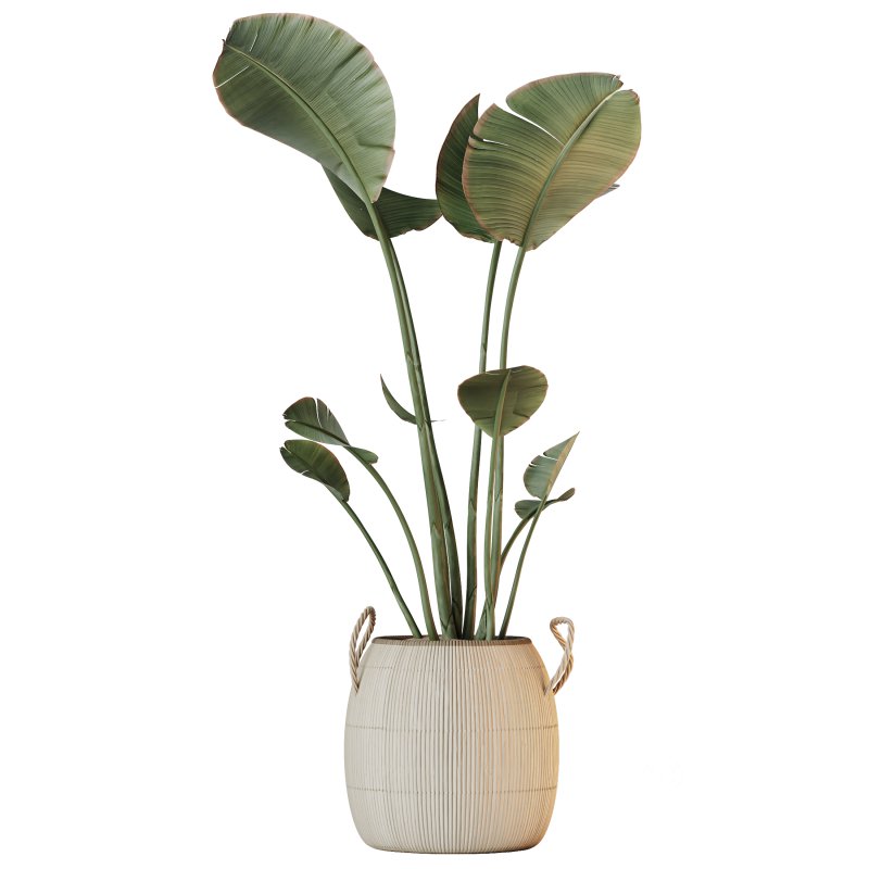 AV Indoor Plants Set 222 Bird Of ParadiseBird and Banana Strelitzia Nicolai Image 1