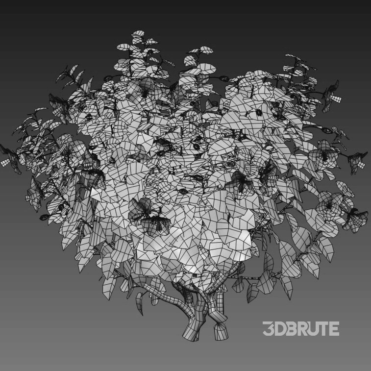 Chinese hibiscus – Hibiscus rosa-sinensis – 02 Image 4