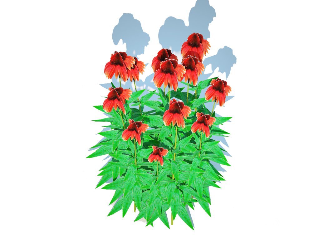 Echinacea Big Sky Sundown – Coneflower Image 2