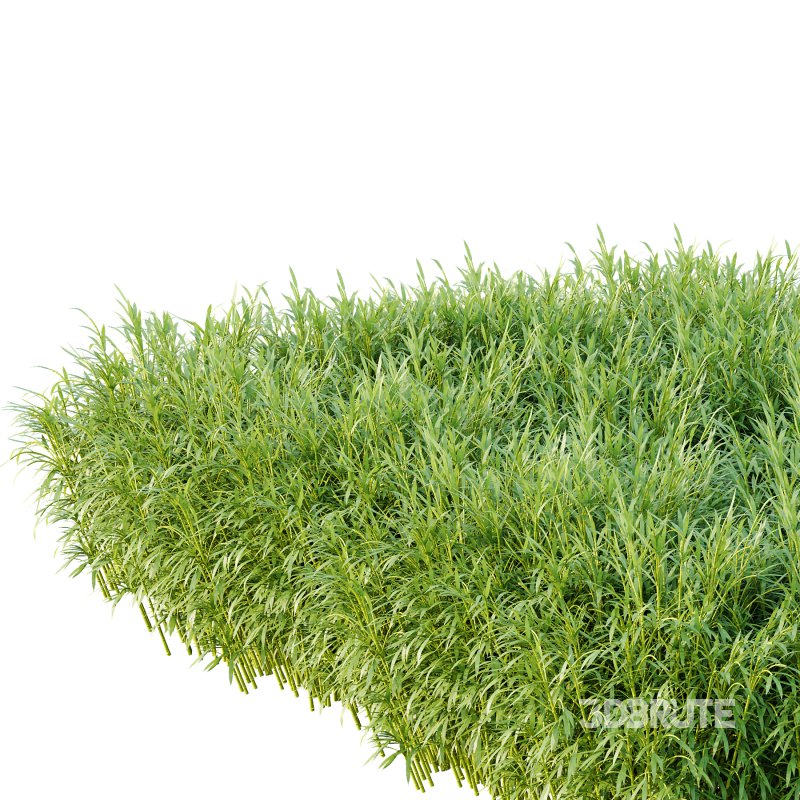 Bamboo Bambusoideae Bush 01 Image 3