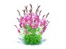 Gaura lindheimeri Pink - Thumbnail 2