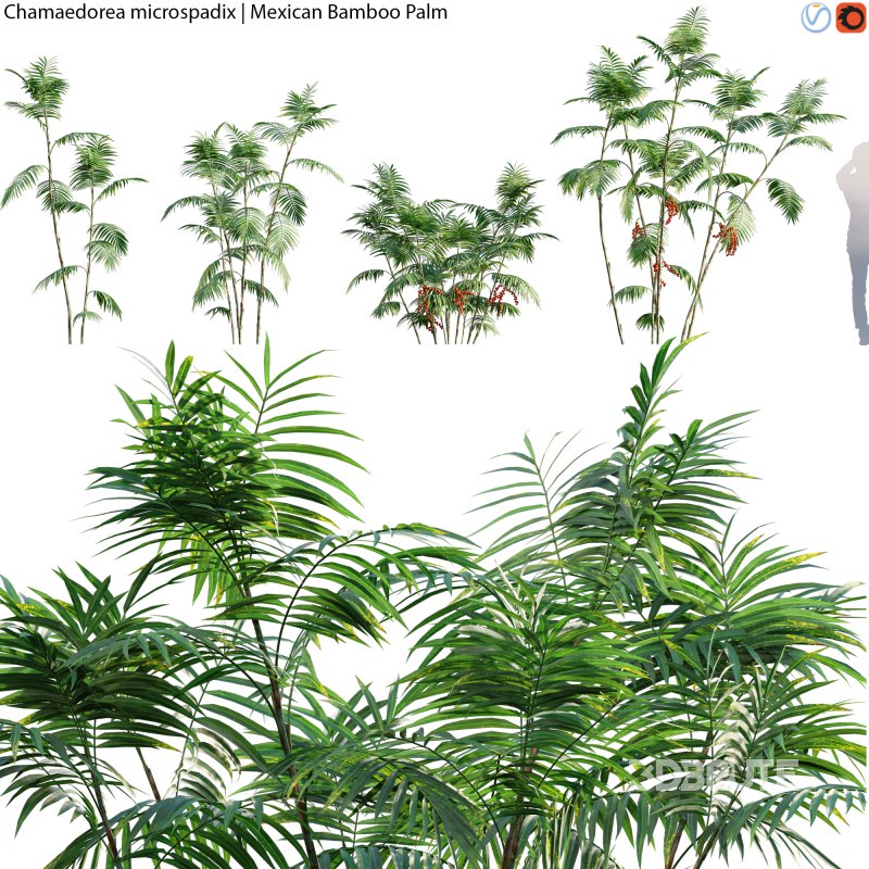 Chamaedorea microspadix – Mexican Bamboo Palm – 01 Image 1