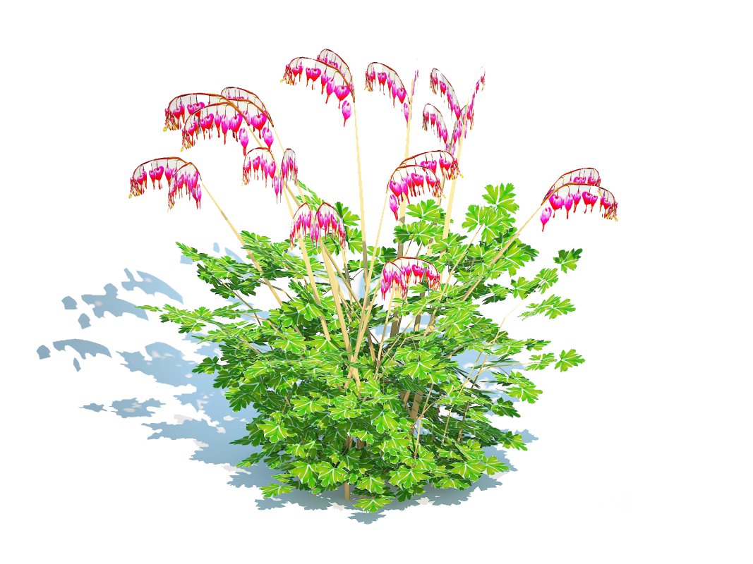 Dicentra spectabilis – Gold Bleeding Heart Image 3