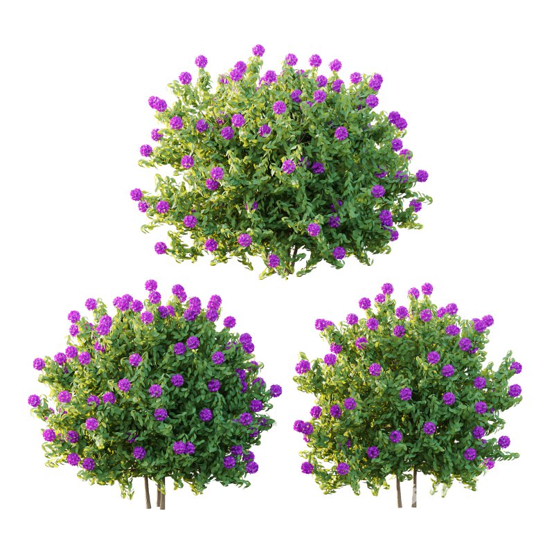 Rhododendron Arboreum Bush 01 Image 3