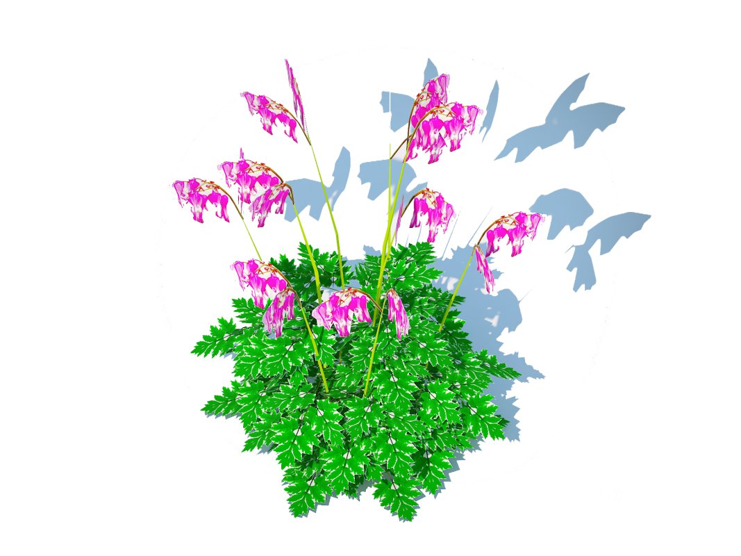 Dicentra Luxuriant – Bleeding Heart Image 3