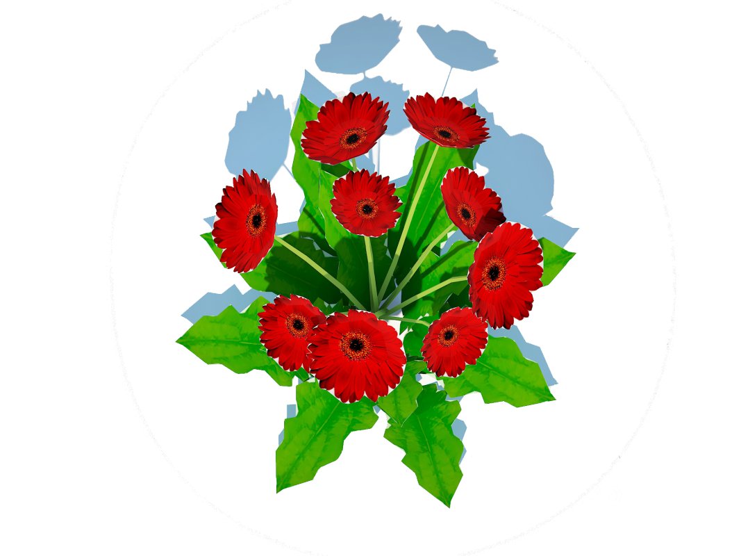 Gerbera – Gerbera Daisy_Red_Flower Image 3