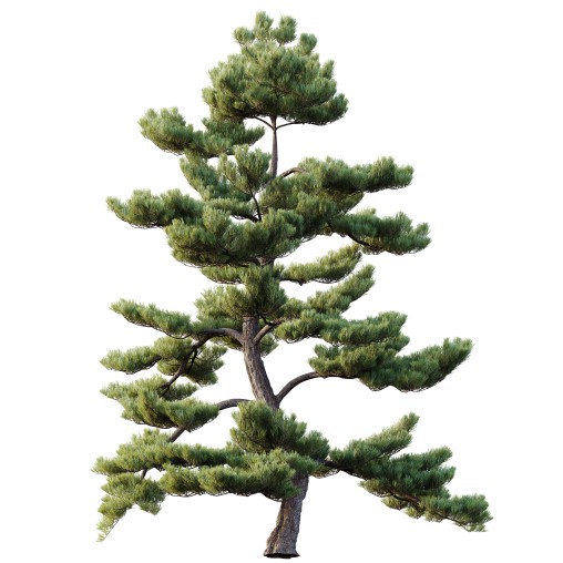 AV Plants Pinus Bonsai Sylvestris Pine Parviflora Scotch Contorta04