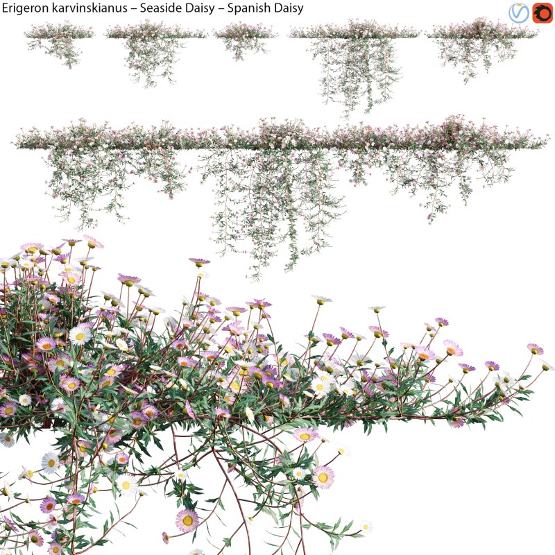 Erigeron karvinskianus – Seaside Daisy – Spanish Daisy -02 Image 2