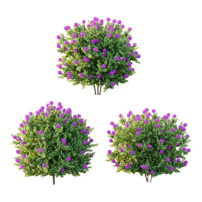 Rhododendron Arboreum Bush 02 Image 7