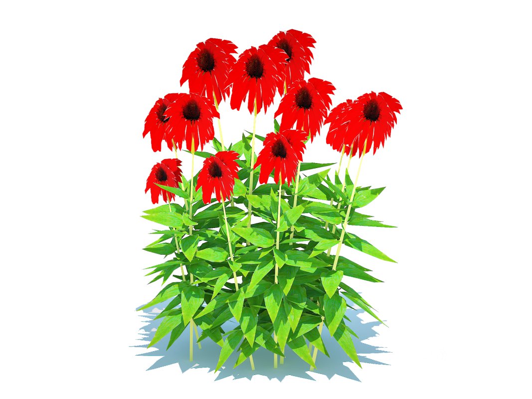 Echinacea Tomato Soup – Coneflower Image 3