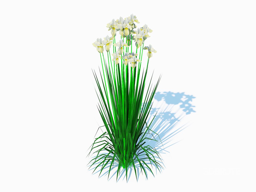 Iris siberica – White Siberian Iris Image 4