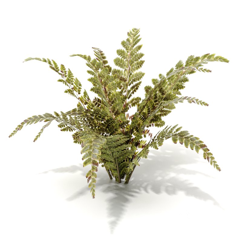 Tropical Crocodile Fern Decorative Bush Image 6