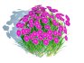 Dianthus deltoides – Zing - Thumbnail 3