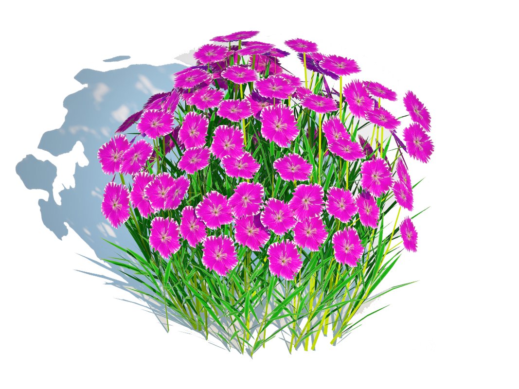 Dianthus deltoides – Zing Image 3