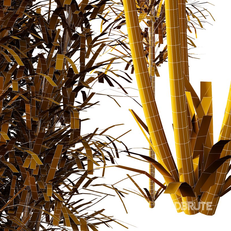 Bamboo Bambusoideae Bush 02 Image 7