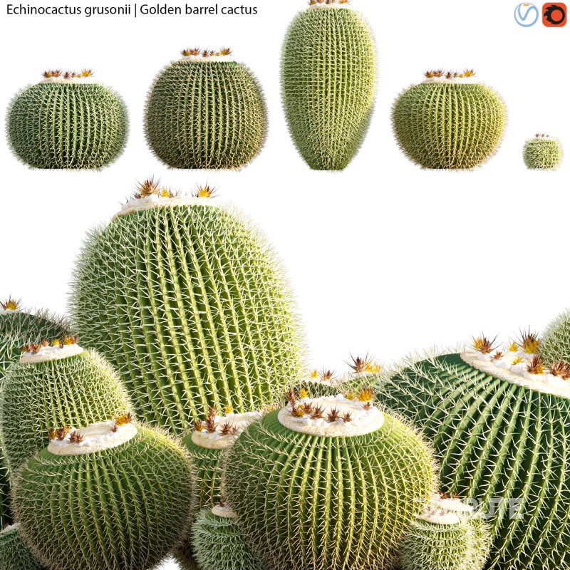 Echinocactus grusonii – Golden barrel cactus – 01 Image 2
