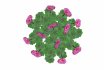 Pelargonium-Geranium-Pink - Thumbnail 3