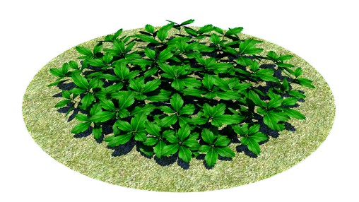 Pachysandra-Japanese Spurge