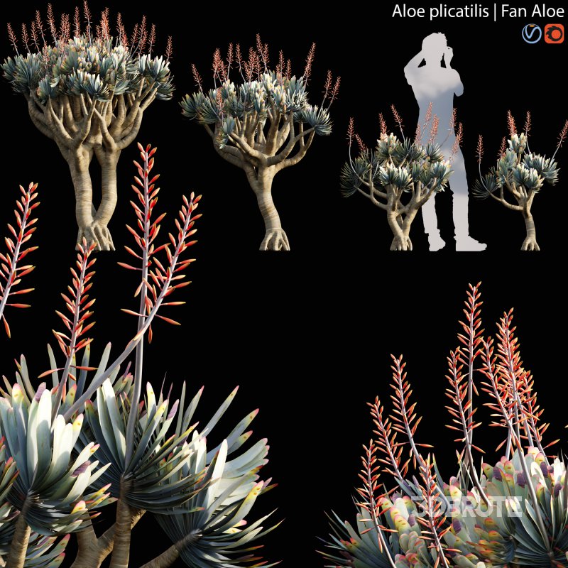 Aloe plicatilis – Fan Aloe – 01 Image 1