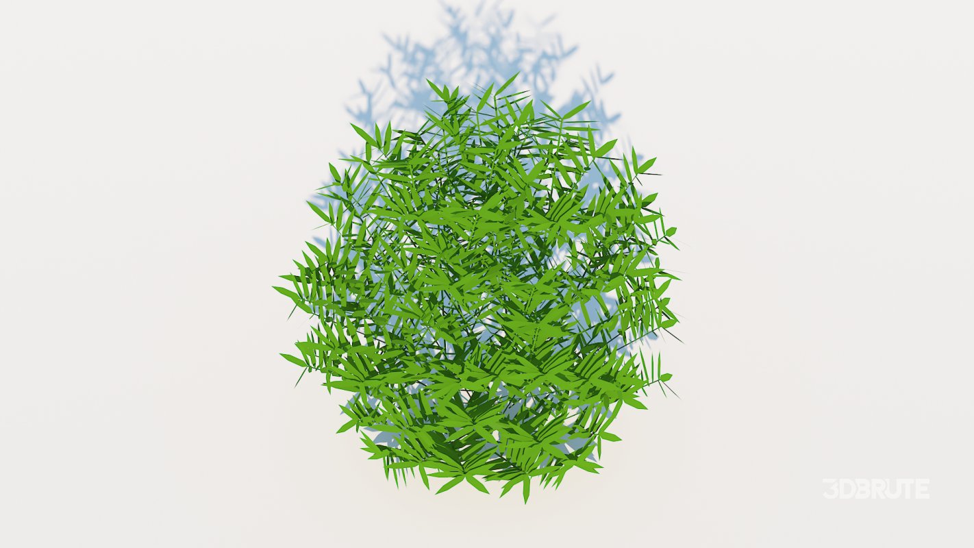 Taxus Media-Round Image 4