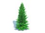 Abies fraseri- Fraser Fir -Large - Thumbnail 2
