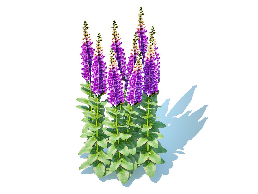 Digitalis purpurea – Common Foxglove purple Image 1