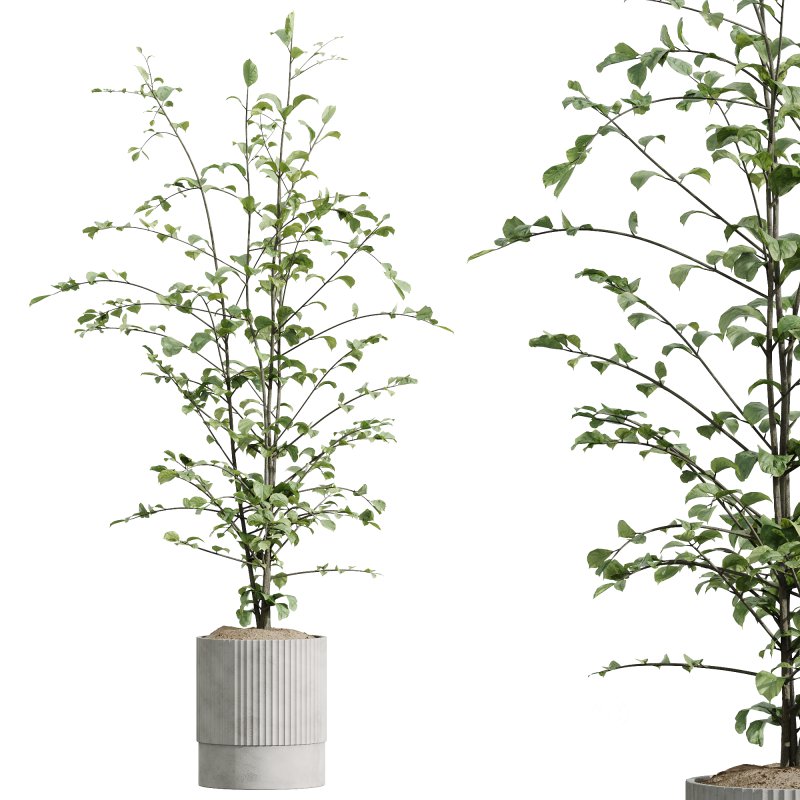 AV Indoor Plants Set 220 Hazel Erle and Aloe Vera and Mission Olive and Spineless Palm Image 4