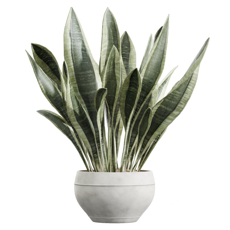 ntal species that blend Mediterranean identity with sculptural tropical foliage. This collection features strong lines, botanical texture, and timeless contrast—crafted for contemporary interiors that seek both calm and character. Image 2
