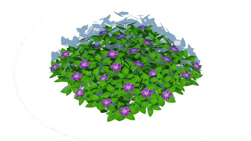 Vinca – Periwinkle Groundcover