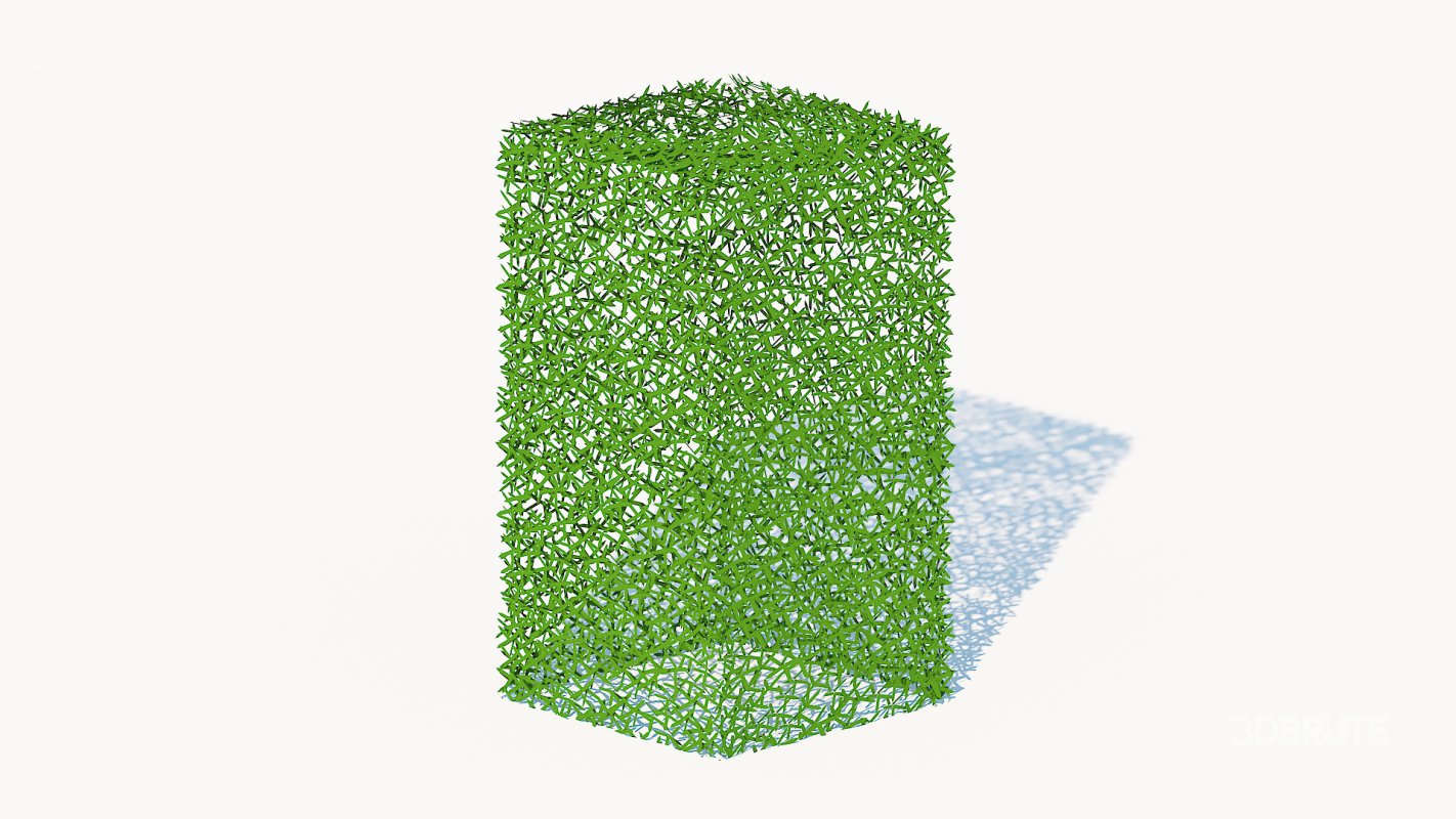 Taxus Media-Upright Image 2