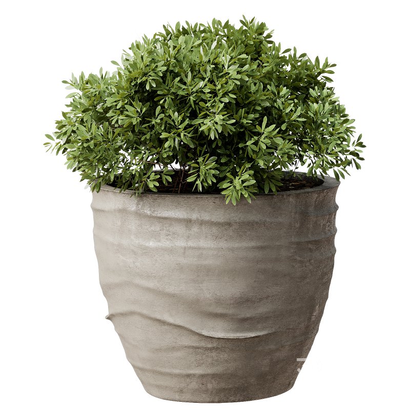 Outdoor Plant 42 Image 3