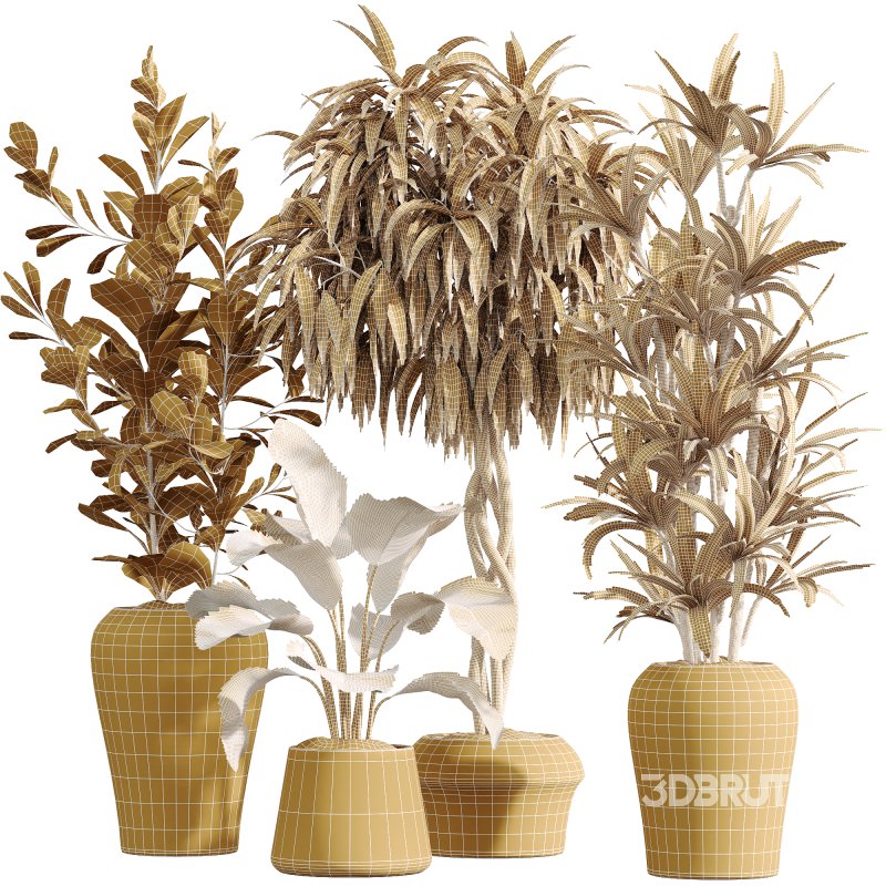 AV Indoor Plants Set 223 Ficus Binnendijkii Microcarpa Moclame Lemon Lime Cane ParadiseBird Image 5