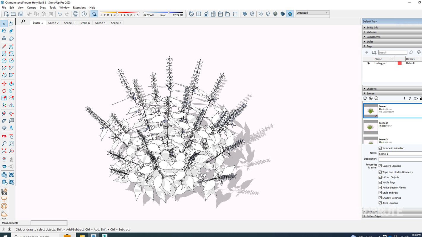 Ocimum tenuiflorum-Holy Basil Image 7