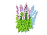 Digitalis purpurea – Common Foxglove pink - Thumbnail 4