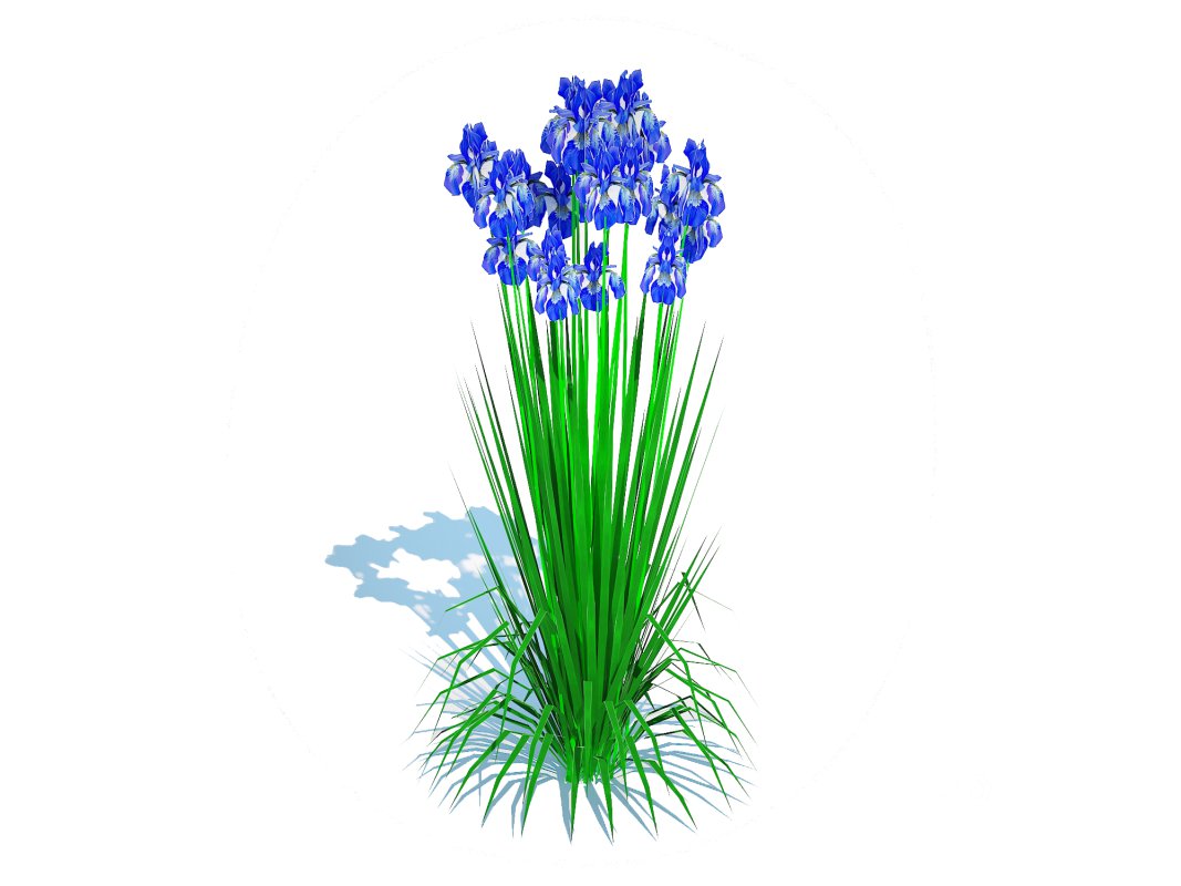 Iris siberica – Blue Siberian Iris Image 4