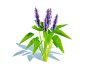 Pontederia cordata-pickeral rush - Thumbnail 5