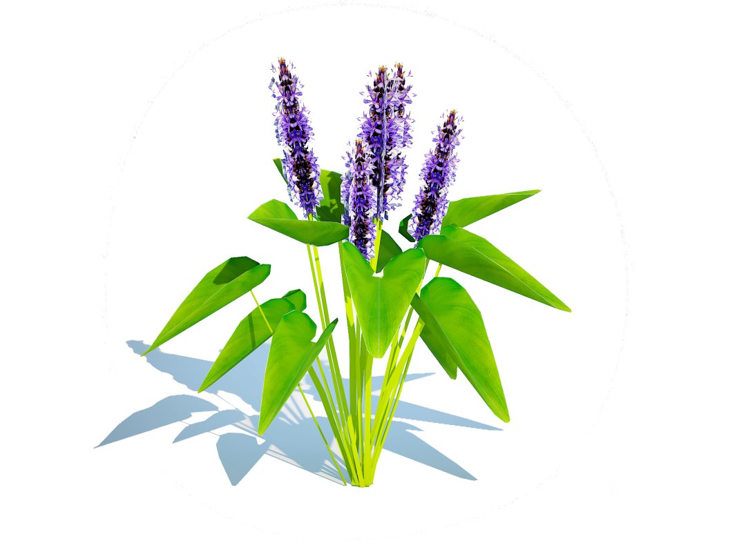 Pontederia cordata-pickeral rush Image 5