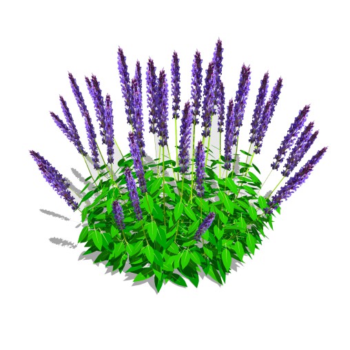 Salvia