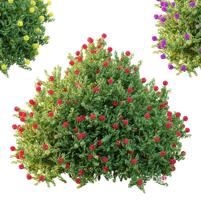 Rhododendron Arboreum Bush 06 Image 3