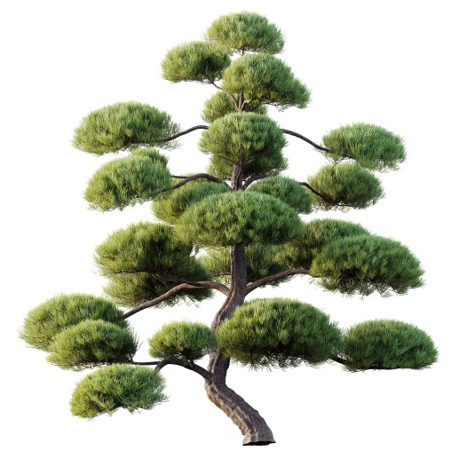 AV Plants Pinus Bonsai Sylvestris Pine Parviflora Scotch Contorta06