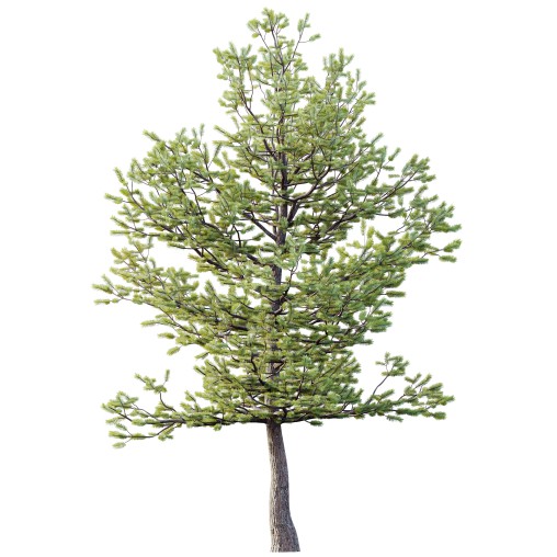 AV Premium Mountain Pine Needles Mugo Pinus Swiss Tree