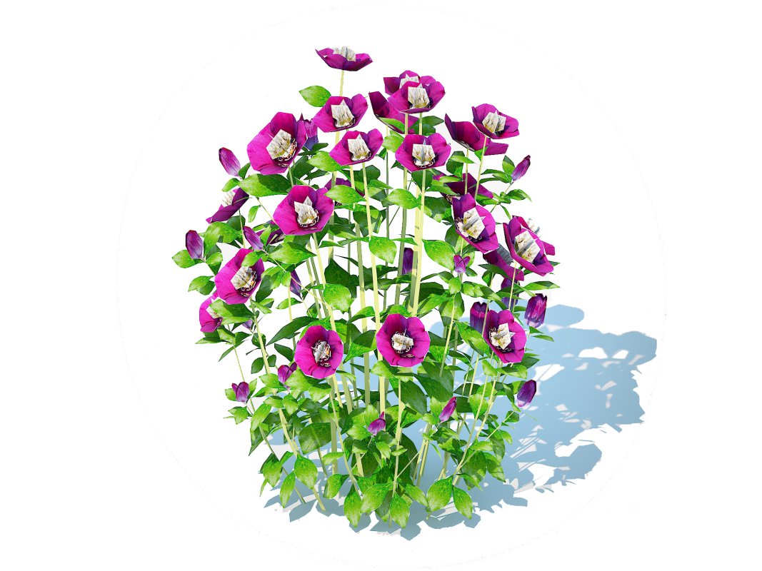 Helleborus orientalis – Lenten rose Purple Image 1