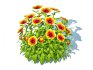 Gaillardia – Blanket Flower - Thumbnail 4