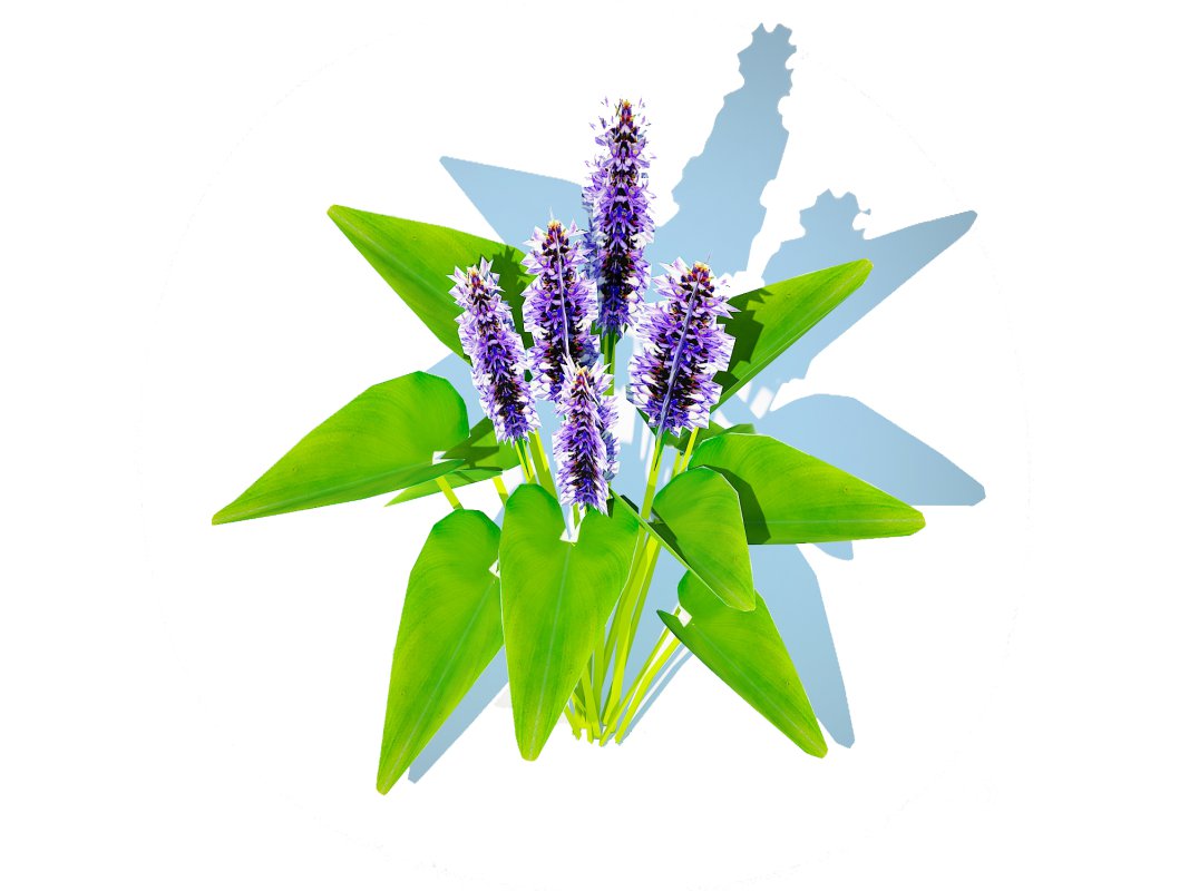 Pontederia cordata-pickeral rush Image 1