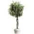 AV Indoor Plants Set 223 Ficus Binnendijkii Microcarpa Moclame Lemon Lime Cane ParadiseBird - Thumbnail 3