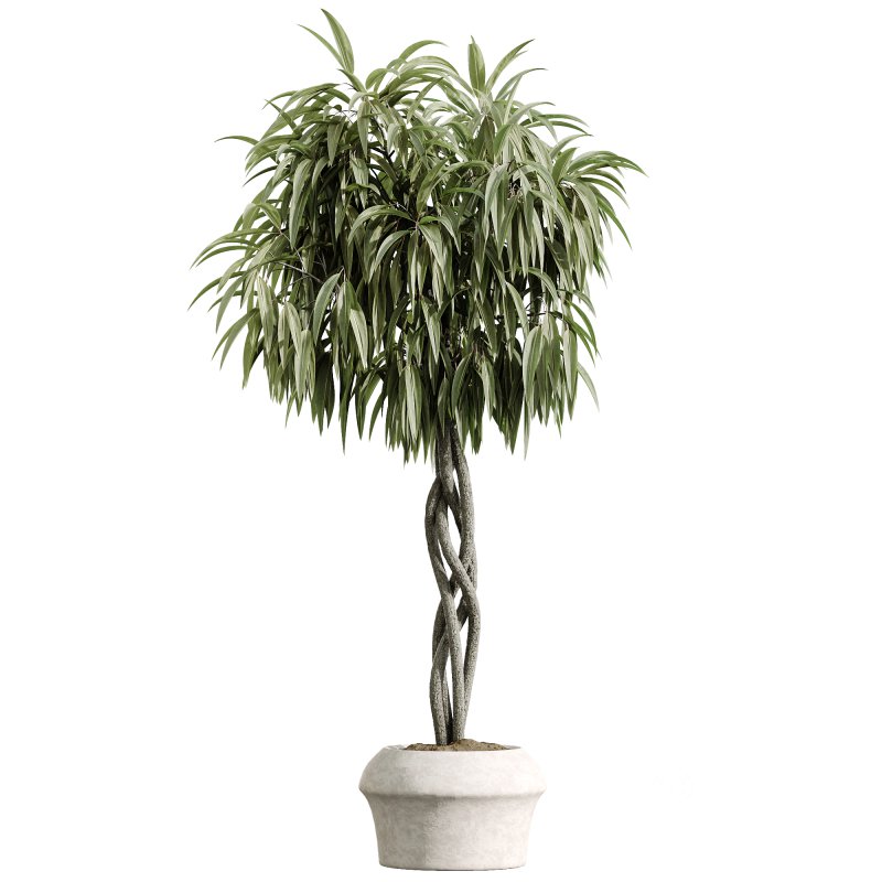 AV Indoor Plants Set 223 Ficus Binnendijkii Microcarpa Moclame Lemon Lime Cane ParadiseBird Image 3
